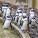 Orientarium Zoo Łódź chroni pingwiny i zaprasza na pokazowe karmienie