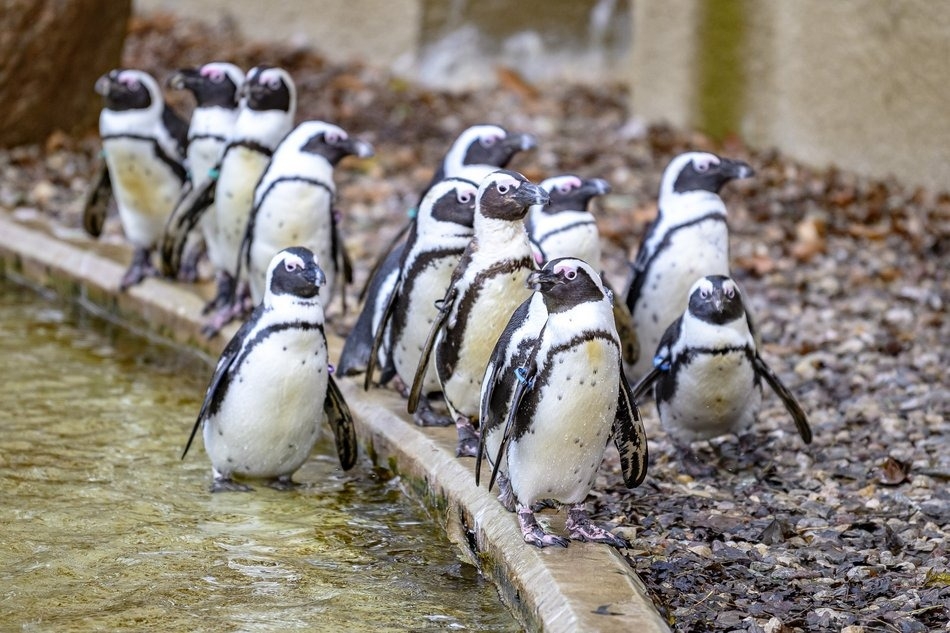 Orientarium Zoo Łódź chroni pingwiny i zaprasza na pokazowe karmienie