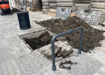 Uschły drzewa przy Włókienniczej. "Te gatunki w ogóle nie powinny się tam znaleźć" 6 Uschły drzewa przy Włókienniczej. „Te gatunki w ogóle nie powinny się tam znaleźć”