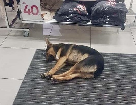 Wpuściły psa do sklepu, żeby się ogrzał