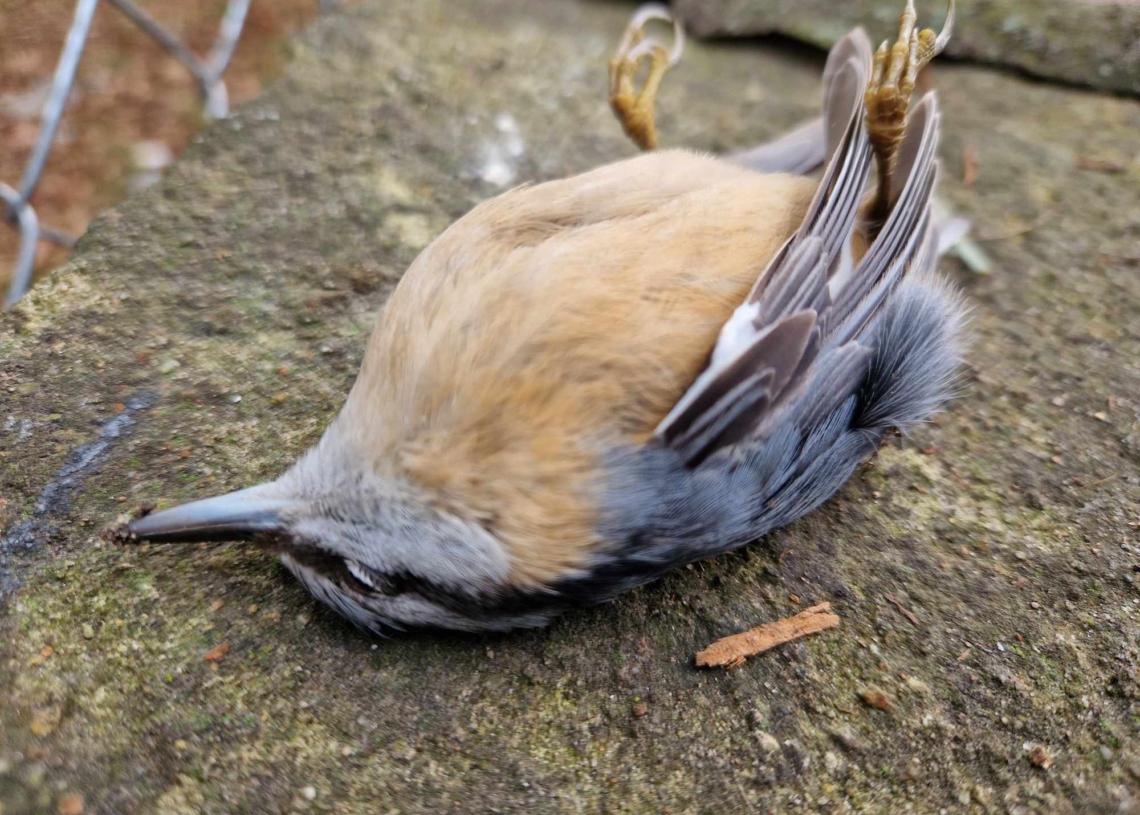 Noc sylwestrowa zabójcza dla ptaków. Trwa liczenie strat z akcją "Hangover Bird Count"