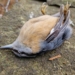 Noc sylwestrowa zabójcza dla ptaków. Trwa liczenie strat z akcją "Hangover Bird Count"