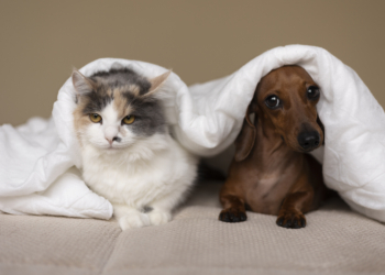 Sieradz: bezpłatne czipowanie psów i kotów. Akcja miasta i schroniska Funny Pets