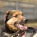 Łódzkie schronisko dla zwierząt uruchamia czasowe adopcje 7 Łódzkie schronisko dla zwierząt uruchamia czasowe adopcje