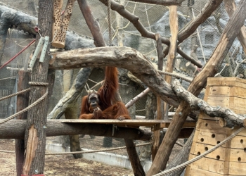Łódzkie ZOO od środka. Poznaj mieszkańców i porozmawiaj z ich opiekunami