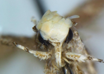 Ćma Neopalpa donaldtrumpi