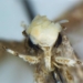 Ćma Neopalpa donaldtrumpi