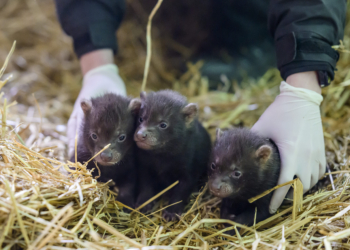 Narodziny małych psów leśnych w łódzkim ZOO. Rodzina pakożerów jest jedyną w Polsce