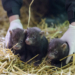 Narodziny małych psów leśnych w łódzkim ZOO. Rodzina pakożerów jest jedyną w Polsce 6 Narodziny małych psów leśnych w łódzkim ZOO. Rodzina pakożerów jest jedyną w Polsce