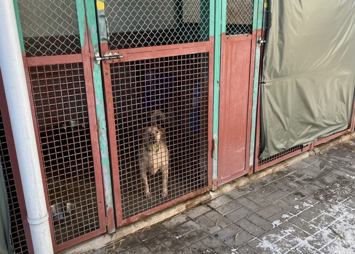Łódzkie schronisko przypomina o adopcjach czasowych. Trwa remont na Marmurowej