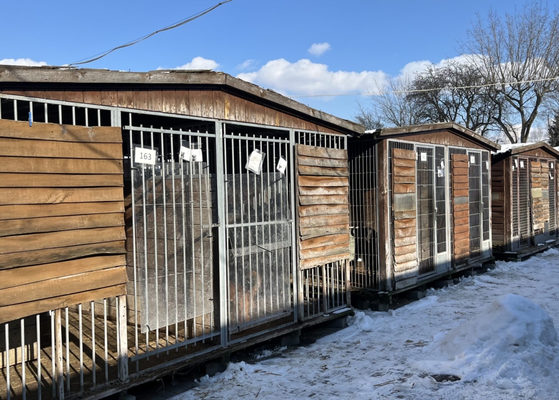 Łódzkie schronisko przypomina o adopcjach czasowych. Trwa remont na Marmurowej