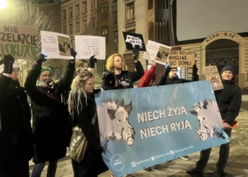Dziki w Łodzi coraz większym problemem. Jak go rozwiązać?