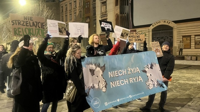 Dziki w Łodzi coraz większym problemem. Jak go rozwiązać?