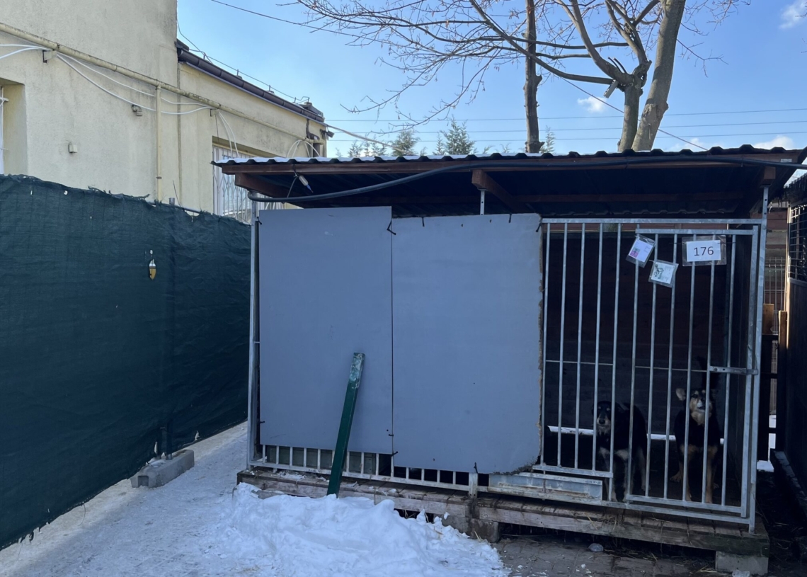 Łódzkie schronisko przypomina o adopcjach czasowych. Trwa remont na Marmurowej