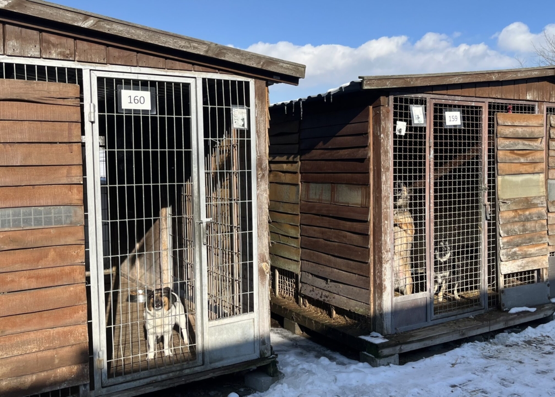 Łódzkie schronisko przypomina o adopcjach czasowych. Trwa remont na Marmurowej