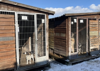 Łódzkie schronisko przypomina o adopcjach czasowych. Trwa remont na Marmurowej