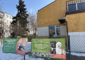 Okno życia dla szczeniąt w Aleksandrowie Łódzkim