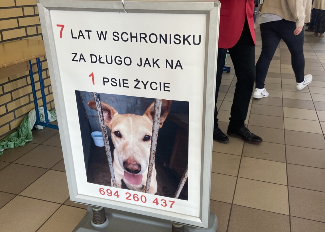 Wolna sobota. Sytuacja zwierząt w Polsce [PODCAST]