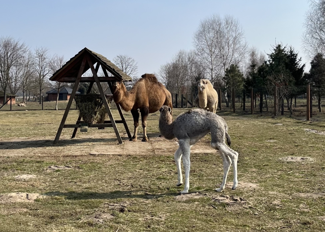 Nowy mieszkaniec ZOO Borysew. To samiczka wielbłąda jednogarbnego