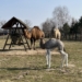 Nowy mieszkaniec ZOO Borysew. To samiczka wielbłąda jednogarbnego