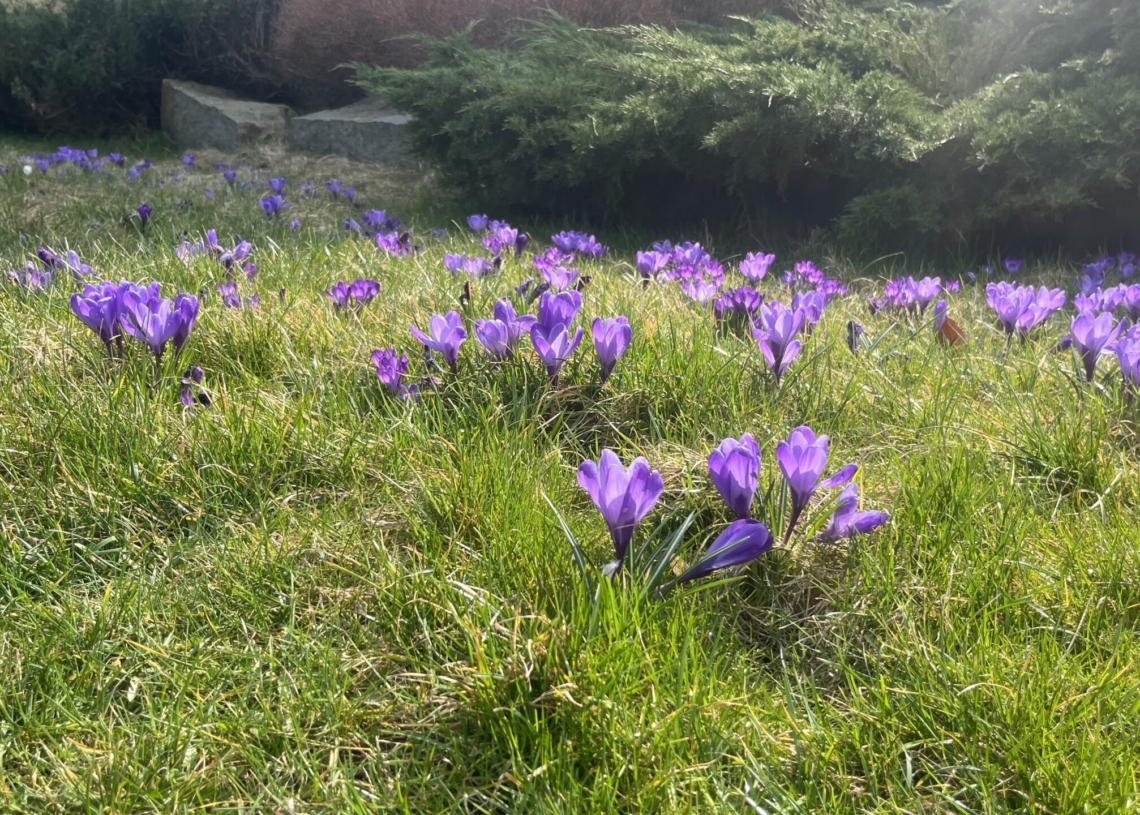 Łódzki Ogród Botaniczny wrócił po zimowej przerwie