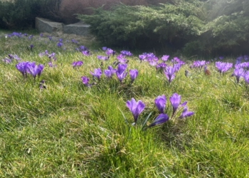 Łódzki Ogród Botaniczny wrócił po zimowej przerwie