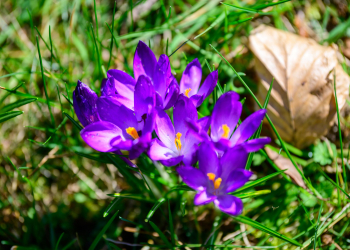 Wiosna w ogrodzie botanicznym Fot Sebastian Szwajkowski 10