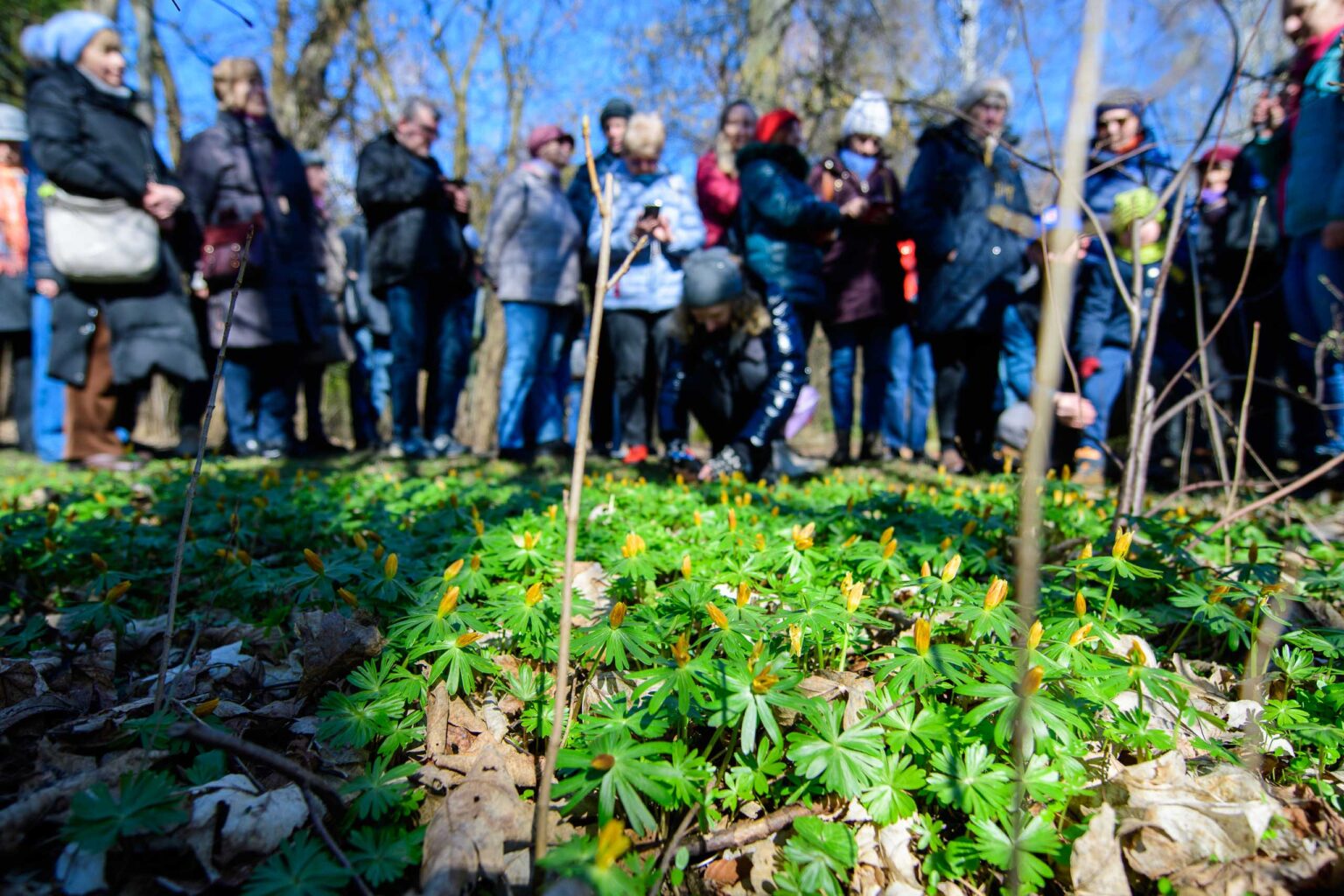 Wiosna w ogrodzie botanicznym Fot Sebastian Szwajkowski 21