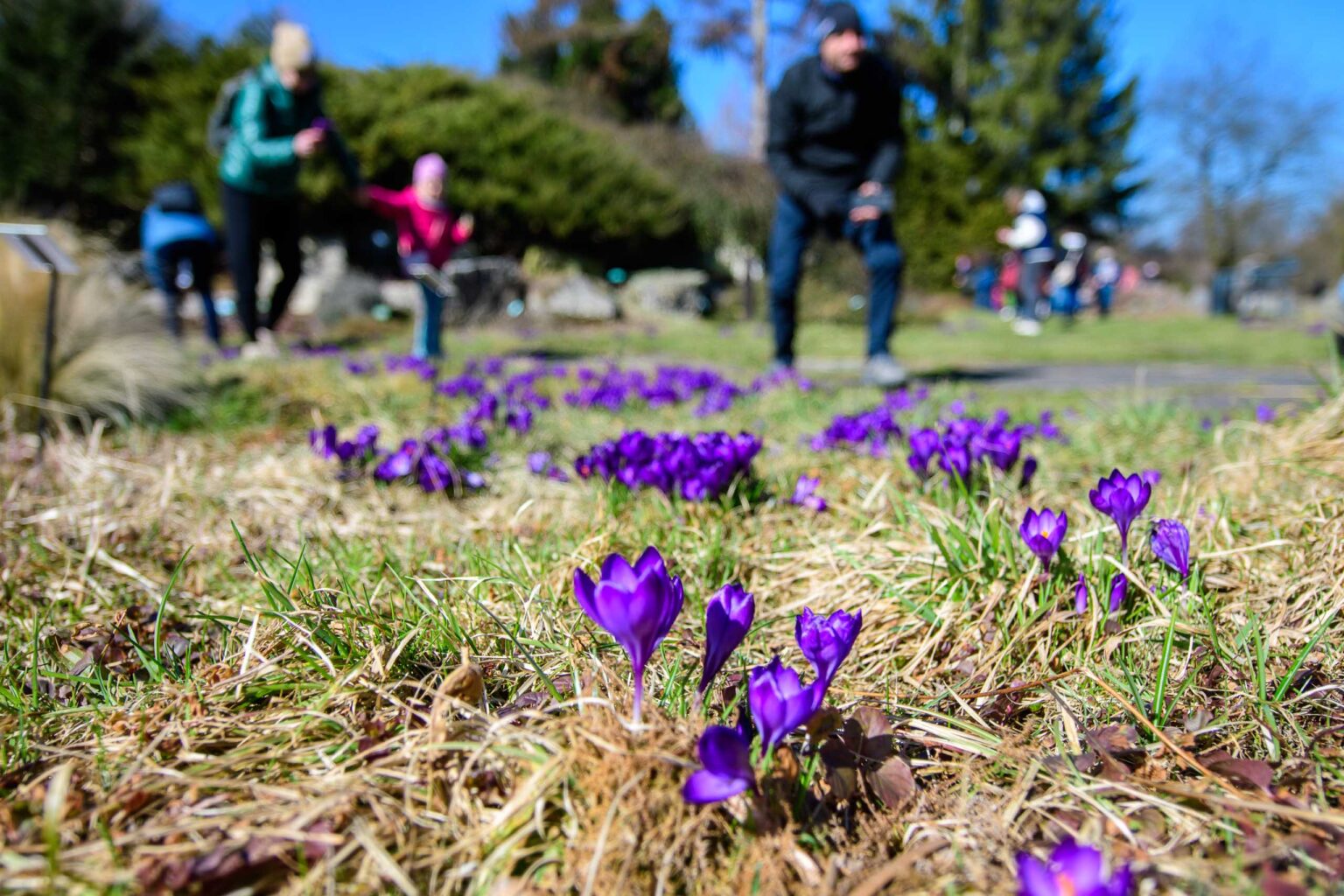 Wiosna w ogrodzie botanicznym Fot Sebastian Szwajkowski 24