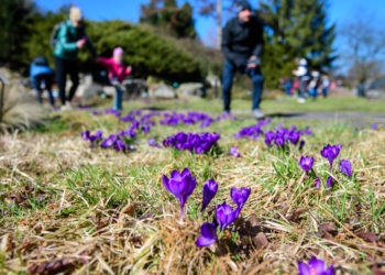 Kwitnący Ogród Botaniczny w Łodzi. Spacer wśród krokusów [ZDJĘCIA]