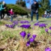 Kwitnący Ogród Botaniczny w Łodzi. Spacer wśród krokusów [ZDJĘCIA]