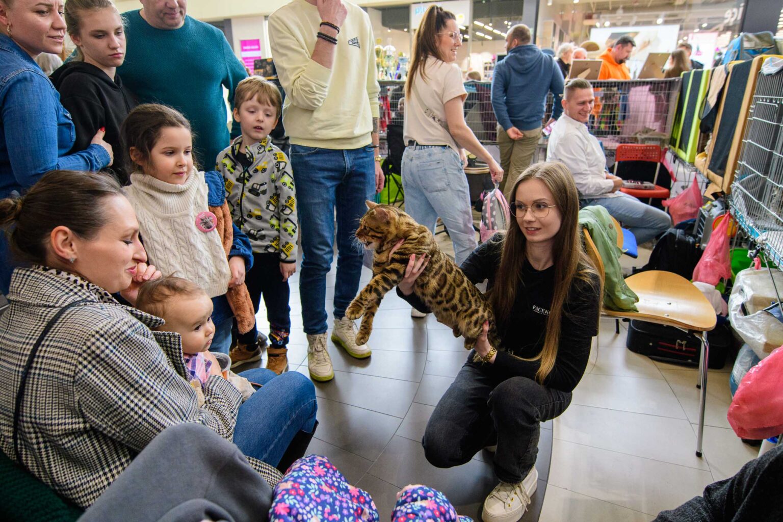 Wystawa kotow rasowych Fot Sebastian Szwajkowski 20