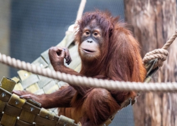 Nakarmiła orangutana w Orientarium naleśnikami z dżemem. Zwierzę zachorowało