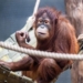 Nakarmiła orangutana w Orientarium naleśnikami z dżemem. Zwierzę zachorowało