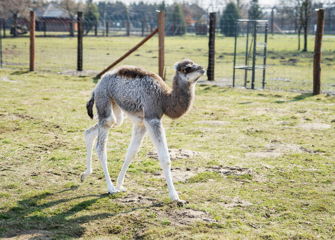Wielbłądzica z ZOO Borysew otrzymała imię. Wybrali je mieszkańcy województwa łódzkiego 1 Wielbłądzica z ZOO Borysew