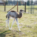 Wielbłądzica z ZOO Borysew otrzymała imię. Wybrali je mieszkańcy województwa łódzkiego 7 Wielbłądzica z ZOO Borysew