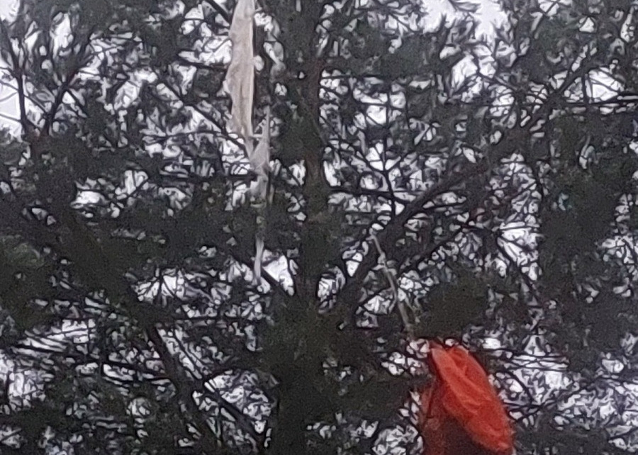 Tajemniczy balon na drzewie w Zduńskiej Woli