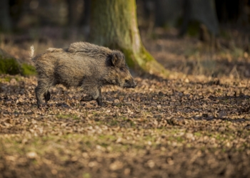 W Pabianicach pojawia się coraz więcej dzików