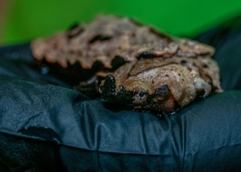Wyjątkowe narodziny w łódzkim Orientarium. Te żółwie to mistrzowie kamuflażu [ZDJĘCIA]