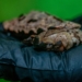 Wyjątkowe narodziny w łódzkim Orientarium. Te żółwie to mistrzowie kamuflażu [ZDJĘCIA]