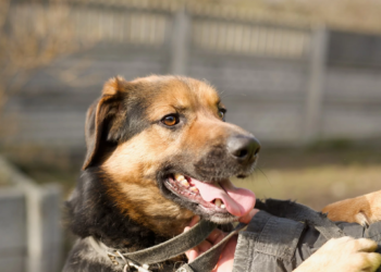 Tymczasowe adopcje w łódzkim schronisku. Część zwierząt znalazła dom na stałe