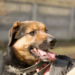 Tymczasowe adopcje w łódzkim schronisku. Część zwierząt znalazła dom na stałe