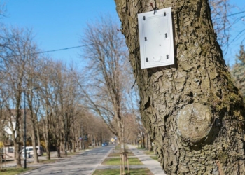 Łódzkie kasztanowce uchronią się przed szrotówkiem? Na drzewach zawieszono pułapki 5 Łódzkie kasztanowce uchronią się przed szrotówkiem? Na drzewach zawieszono pułapki