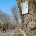 Łódzkie kasztanowce uchronią się przed szrotówkiem? Na drzewach zawieszono pułapki 7 Łódzkie kasztanowce uchronią się przed szrotówkiem? Na drzewach zawieszono pułapki