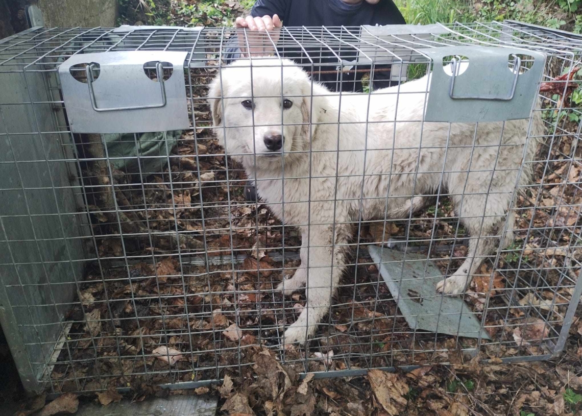 Suczka nocująca w przepuście przy S8 uratowana. Czeka już na nowego (starego) właściciela