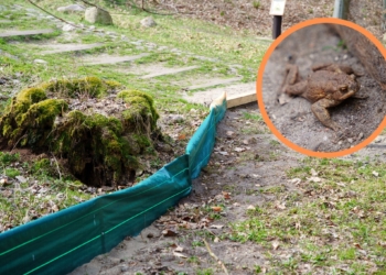 Płazy uratowane, kierowcy zadowoleni. W Łagiewnikach pojawiły się płotki