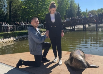 Nietypowe oświadczyny w Zoo Borysew. Świadkiem była… foka!