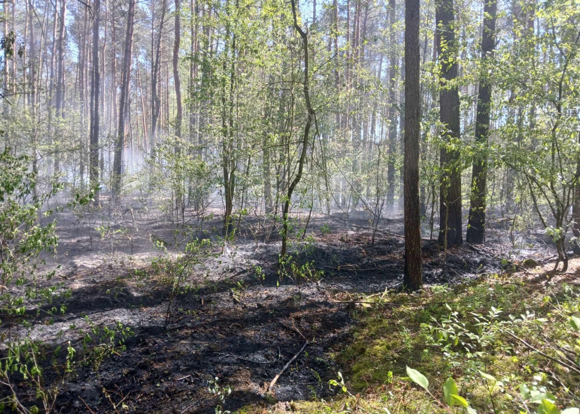 Pożar lasu w Piotrkowie. Na miejscu pracują służby
