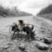 Niesamowity Świat Owadów | Co owady mówią nam o zmianach klimatu? [PODCAST]