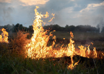 Plaga pożarów traw w powiecie radomszczańskim. Strażacy interweniowali już prawie 100 razy 5 Plaga pożarów traw w powiecie radomszczańskim. Strażacy interweniowali już prawie 100 razy